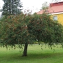 Šermukšnis paprastasis (Sorbus aucuparia) 'Pendula'